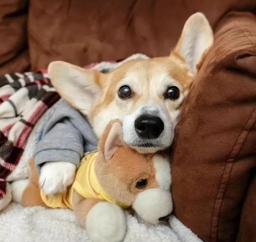 柯基犬个性