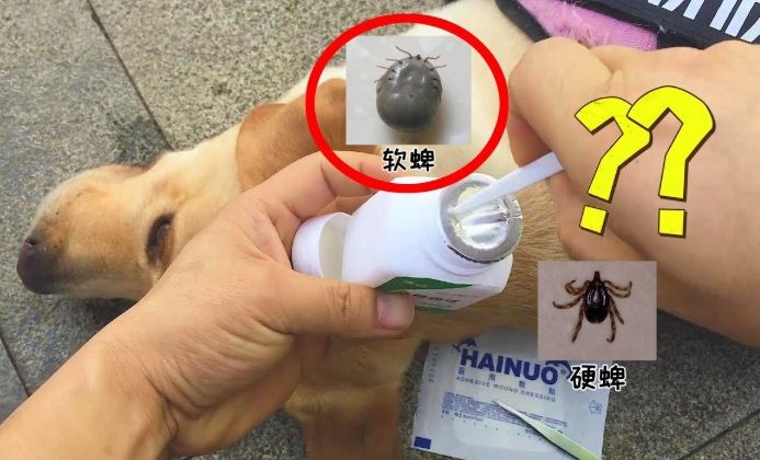 牛蜱預防措施 牛蜱預防措施