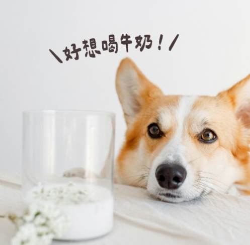 狗喝牛奶安全吗 狗喝牛奶安全吗