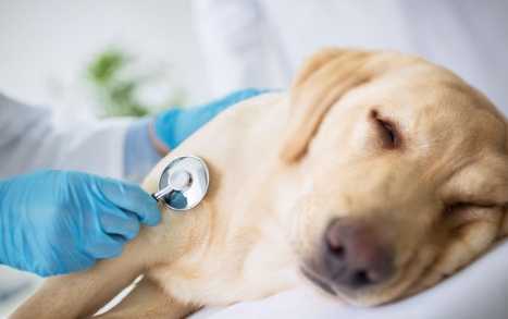 狗狗腎衰竭治療 狗狗腎衰竭治療