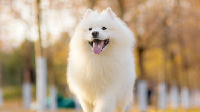 狗狗心臟病藥物 狗狗心臟病藥物