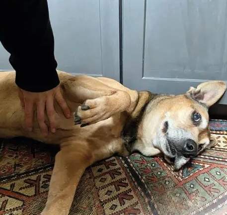 狗狗急救知識