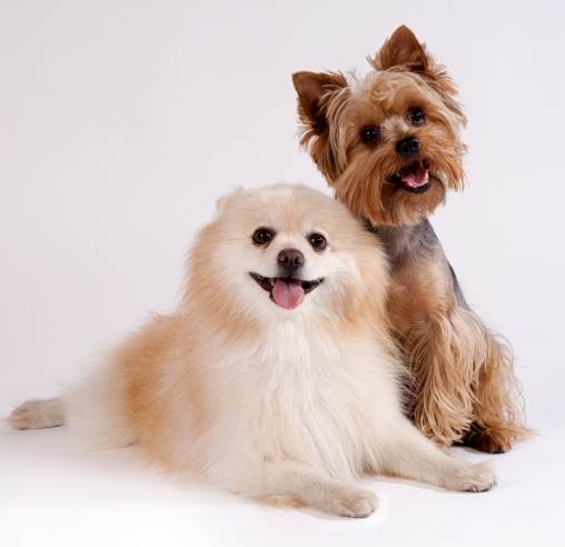 老年犬護理 老年犬護理