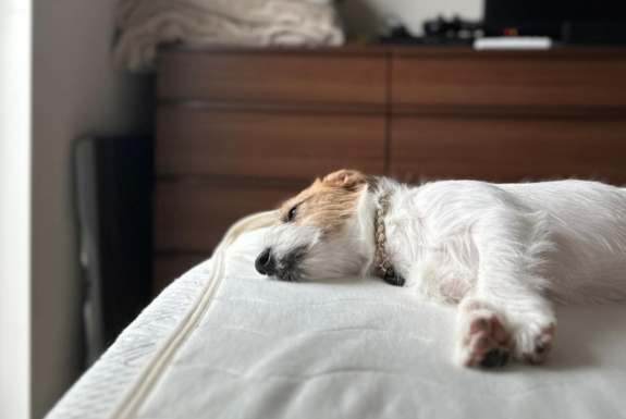 幼犬喘气 幼犬喘气