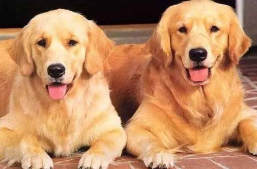 犬腎衰竭症狀 犬腎衰竭症狀