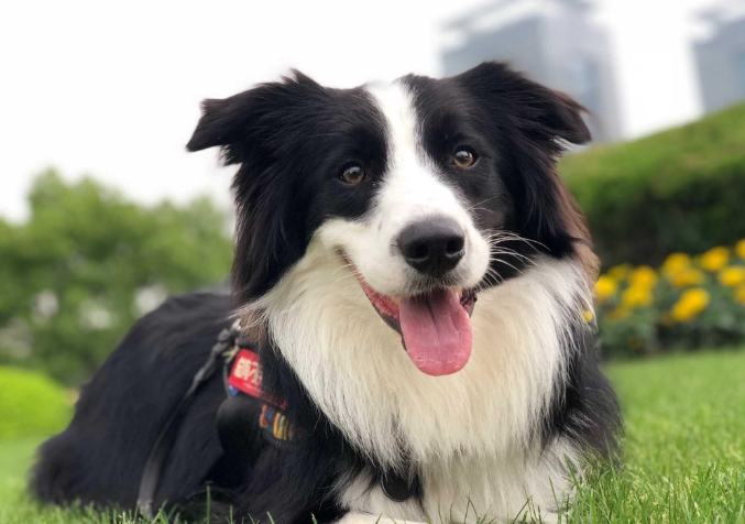 老年犬抽筋預防 老年犬抽筋預防