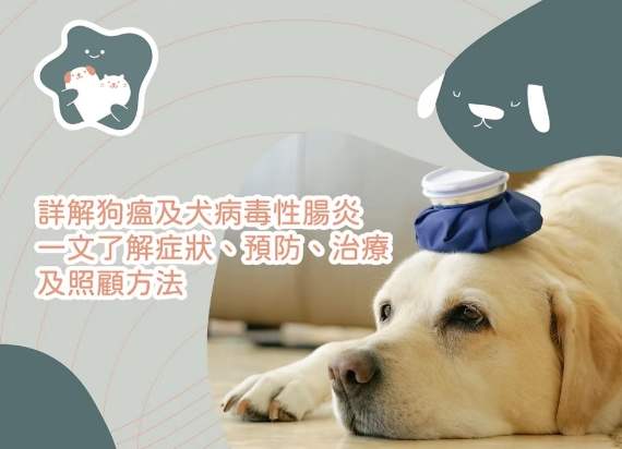 犬隻腸胃炎症狀 犬隻腸胃炎症狀
