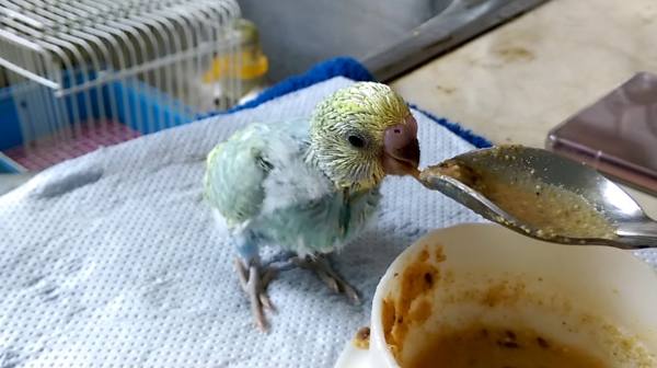 鸚鵡營養補充