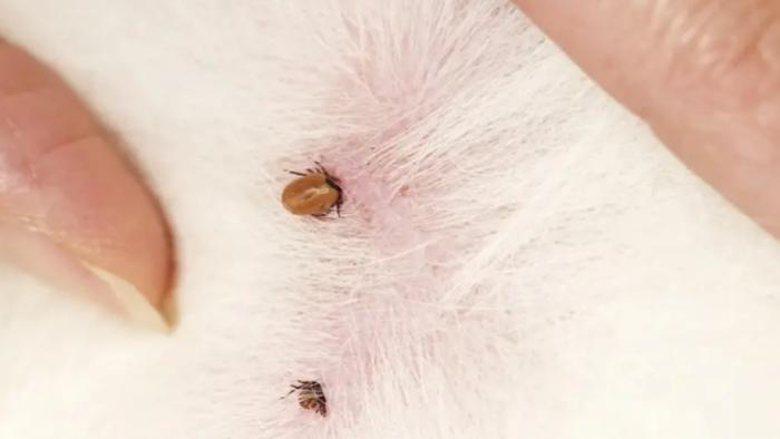 壁蝨防治方法 壁蝨防治方法