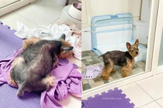 狗狗腎衰竭護理 狗狗腎衰竭護理