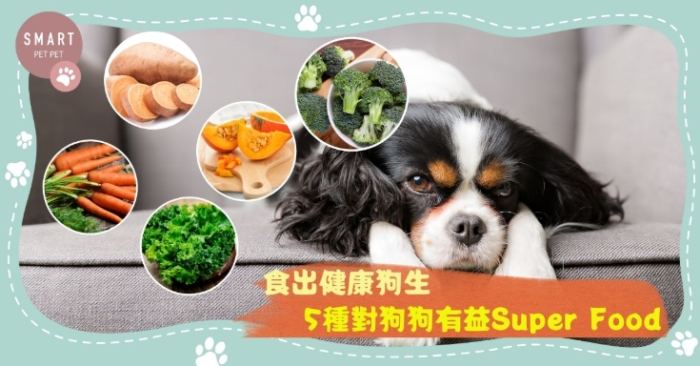 狗肺積水照顧