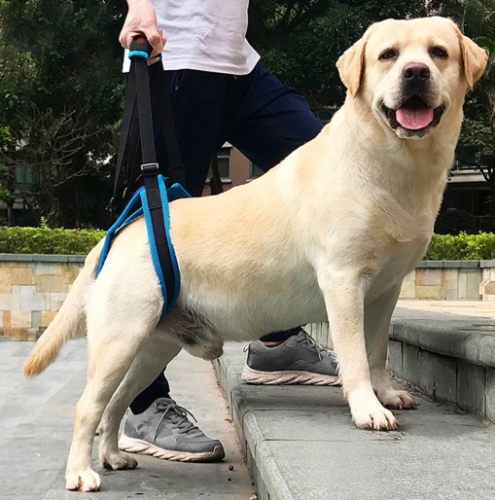 狗後腿無力治療 狗後腿無力治療