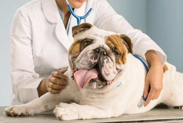 幼犬呼吸正常值 幼犬呼吸正常值