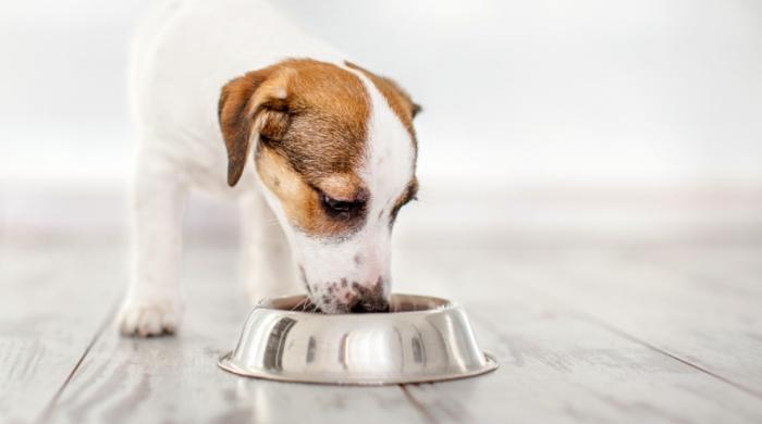 幼犬自製鮮食 幼犬自製鮮食