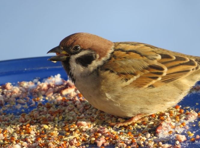 鳥類吃米安全 鳥類吃米安全