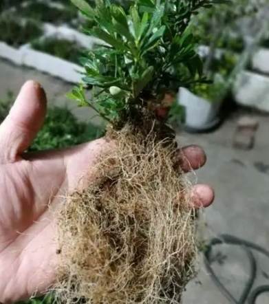 梔子花土壤 梔子花土壤