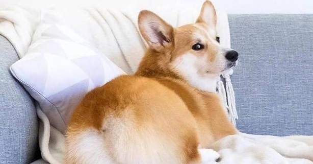 狗狗夾尾巴原因 狗狗夾尾巴原因