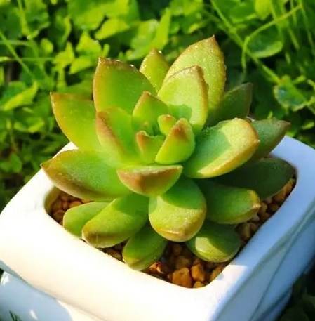 多肉植物食用方法 多肉植物食用方法