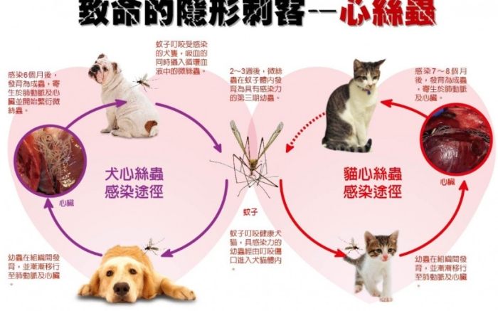 心絲蟲預防方法 心絲蟲預防方法
