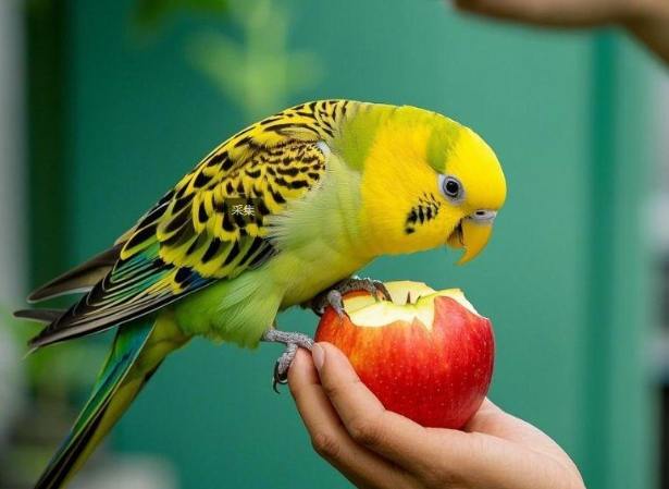 蘋果餵鳥 蘋果餵鳥