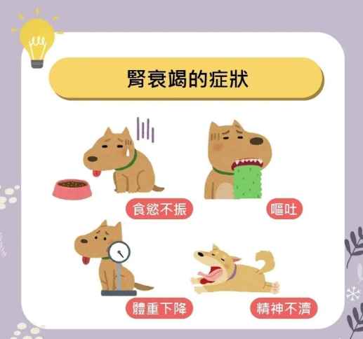 狗狗腎指數過高 狗狗腎指數過高