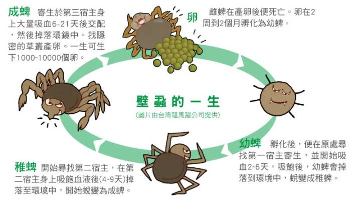 壁蝨殺蟲劑比較 壁蝨殺蟲劑比較