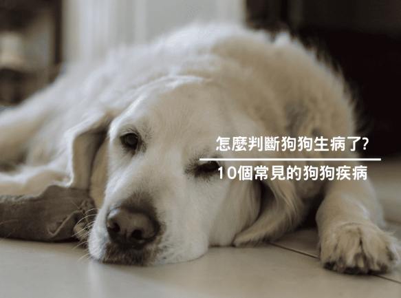 狗狗呼吸困難 狗狗呼吸困難