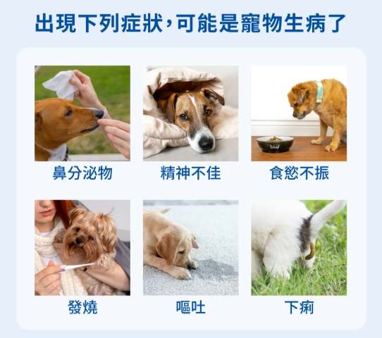 寵物缺氧急救 寵物缺氧急救