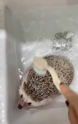 刺蝟照顧