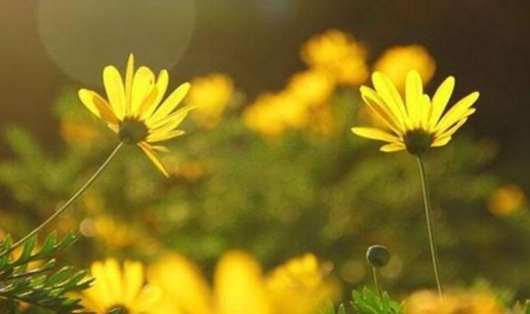 小雛菊花語含義 小雛菊花語含義