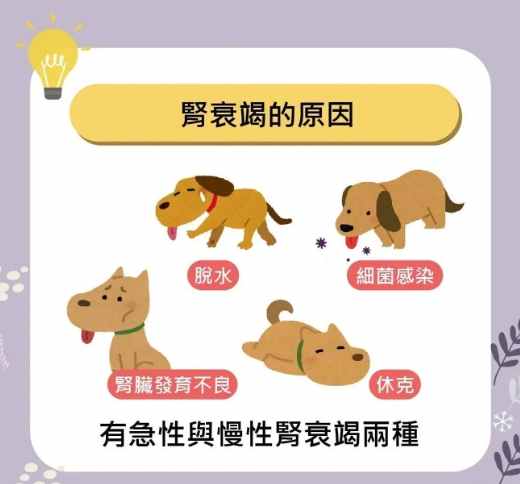 狗狗腎衰竭治療 狗狗腎衰竭治療