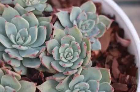 多肉植物澆水方法 多肉植物澆水方法