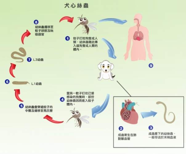 心絲蟲貓咪治療 心絲蟲貓咪治療