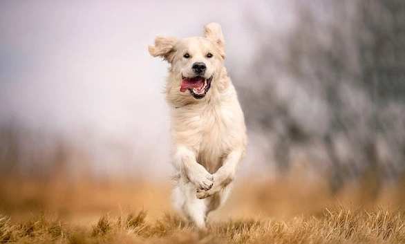 犬關節炎治療 犬關節炎治療