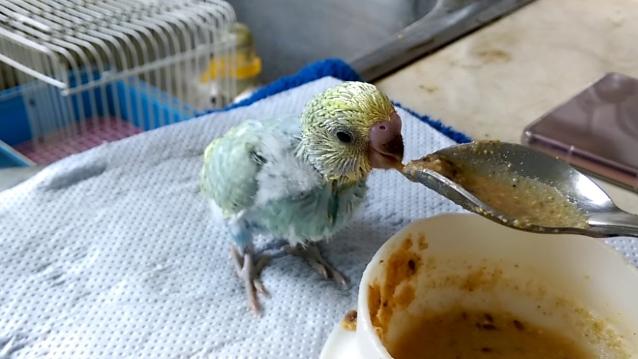 幼鳥餵食注意事項 幼鳥餵食注意事項