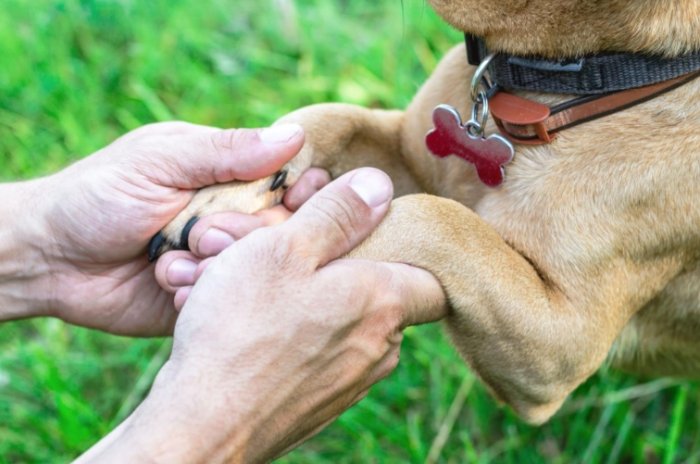 犬關節炎治療 犬關節炎治療