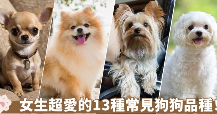 小型犬寿命 小型犬寿命