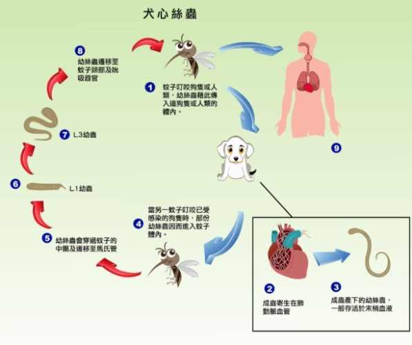 犬心絲蟲症狀 犬心絲蟲症狀