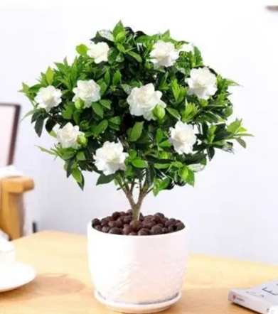 栀子花種植方法 栀子花種植方法