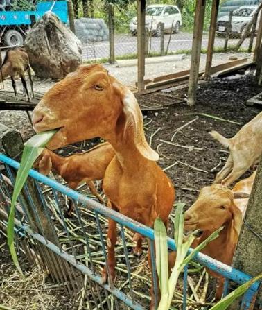 羊牧场体验 羊牧场体验