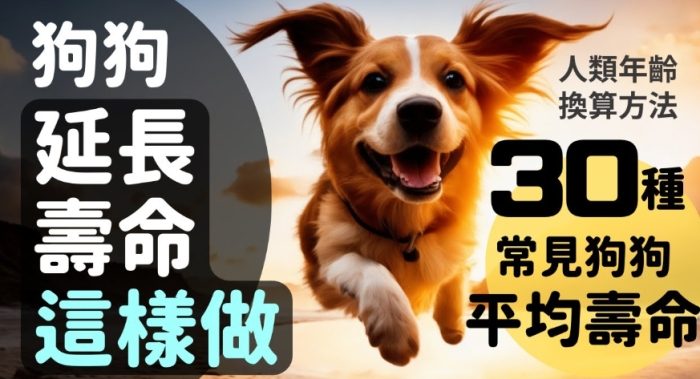 飼養迷你狗成本 飼養迷你狗成本