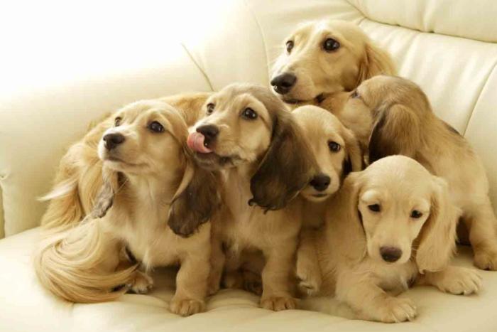 犬心臟病治療 犬心臟病治療