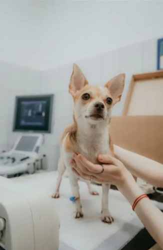 狗狗腎衰竭治療 狗狗腎衰竭治療