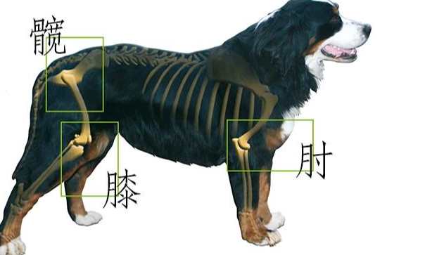 狗狗關節炎徵兆 狗狗關節炎徵兆