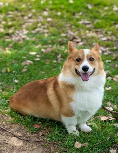 柯基犬个性