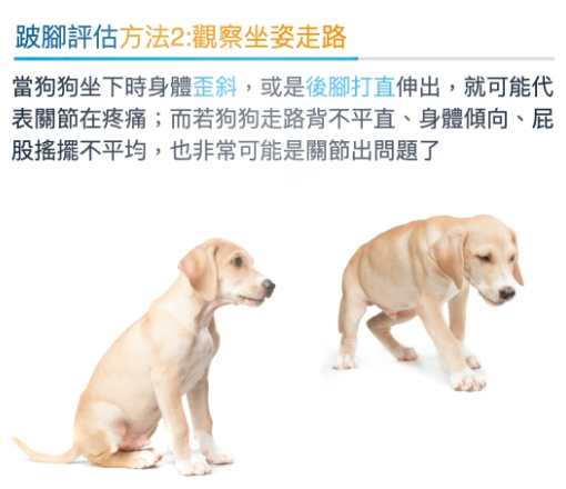 老年狗神經問題 老年狗神經問題