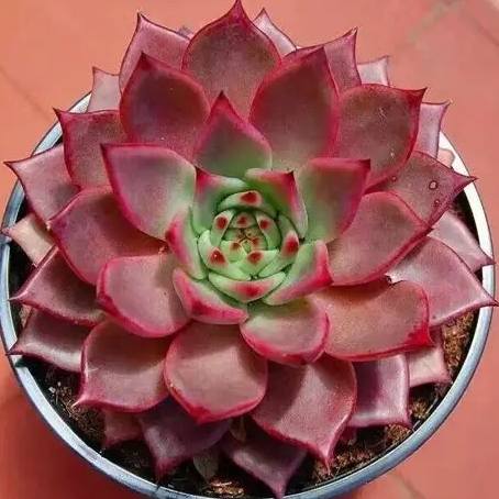 多肉植物照顧 多肉植物照顧