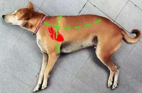 狗狗休克症狀 狗狗休克症狀