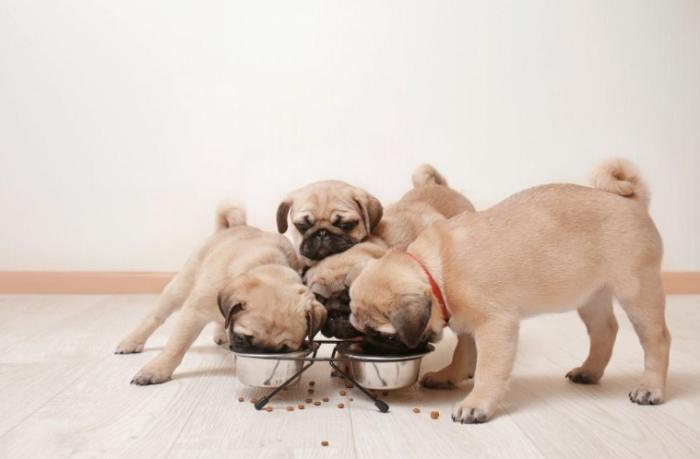 幼犬自製鮮食 幼犬自製鮮食
