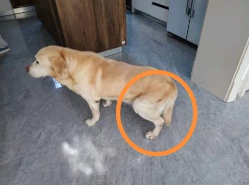 狗後腿無力原因 狗後腿無力原因